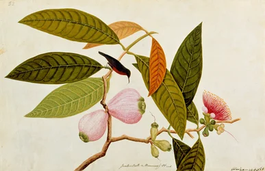 Jamboo, Boll und Kolibri, aus Zeichnungen von Vögeln aus Malakka, ca. 1805-18